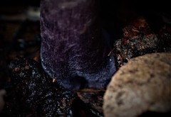 Cortinarius kioloensis