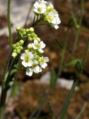 Draba arabisans