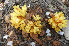 Cytinus hypocistis macranthus