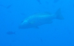 Lutjanus novemfasciatus