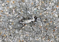 Habroscelimorpha dorsalis