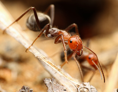 Myrmecocystus melliger