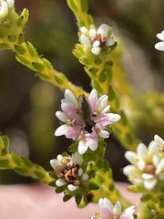 Coelopa