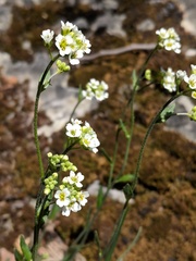 Draba arabisans