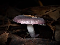 Russula lenkunya