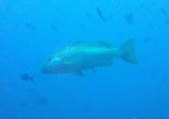 Lutjanus novemfasciatus