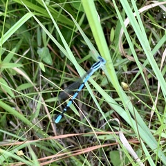 Argia bipunctulata