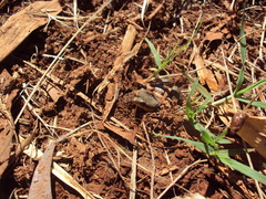 Elachistocleis bicolor