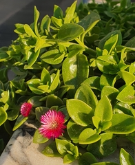 Mesembryanthemum cordifolium