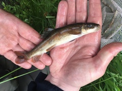 Catostomus columbianus