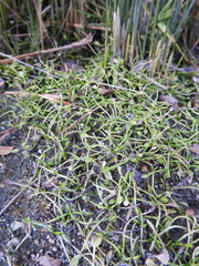 Ranunculus hydrophilus
