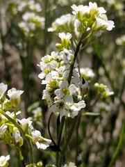 Draba arabisans