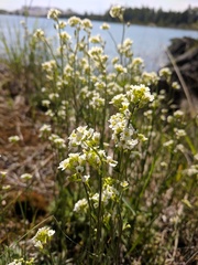 Draba arabisans
