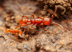 Neivamyrmex kiowapache