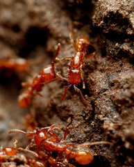 Neivamyrmex kiowapache