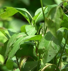 Gymnanthemum amygdalinum