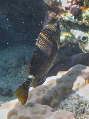 Siganus spinus