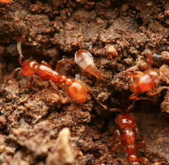 Neivamyrmex kiowapache