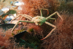 Leurocyclus tuberculosus