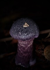 Cortinarius kioloensis