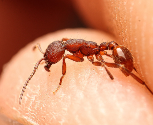 Texas Legionary Ant (Neivamyrmex texanus) · iNaturalist