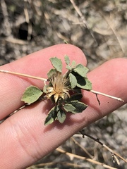 Brickellia desertorum
