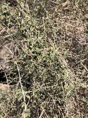 Brickellia desertorum