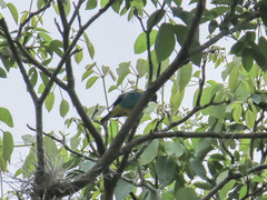 Dacnis lineata