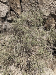 Brickellia desertorum