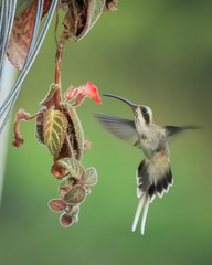 Phaethornis anthophilus
