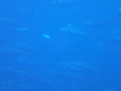 Sarda orientalis