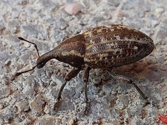 Lepyrus capucinus