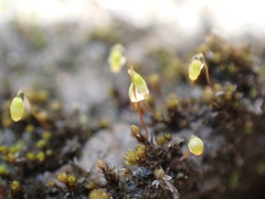 Bryum barnesii
