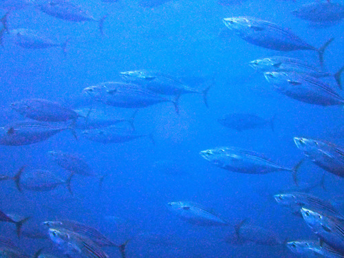 Black skipjack (Euthynnus lineatus) — Scombridae — 4