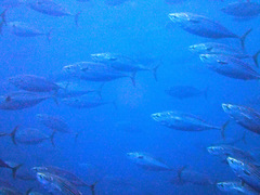 Sarda orientalis