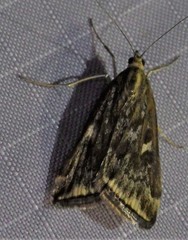 Loxostege munroealis