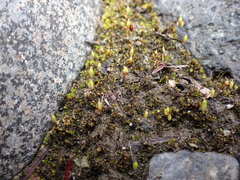 Bryum barnesii