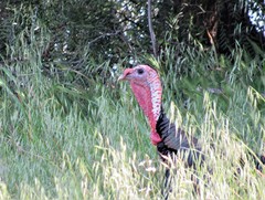 Meleagris gallopavo
