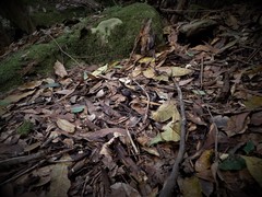 Cortinarius kioloensis