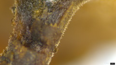 Ciborinia