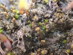 Bryum barnesii