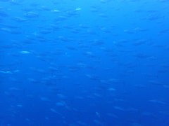 Sarda orientalis