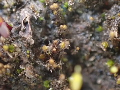 Bryum barnesii