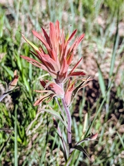 Castilleja linariifolia