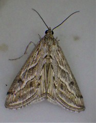 Evergestis vinctalis