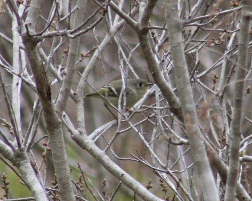 Ruby-crowned Kinglet photographed in Rhode Island