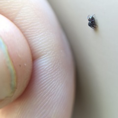 Chalcoscirtus diminutus