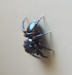 Chalcoscirtus diminutus