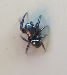 Chalcoscirtus diminutus