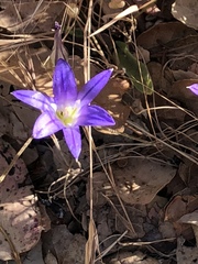 Brodiaea elegans elegans